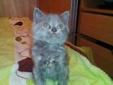 Кошки, котята Британская длинношёрстная, цена 10 Грн., Фото
