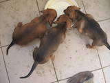 Собаки, щенята Гладкошерста такса, ціна 500 Грн., Фото