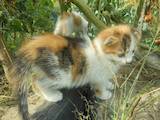 Кошки, котята Неизвестная порода, цена 100 Грн., Фото