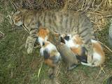 Кішки, кошенята Невідома порода, ціна 100 Грн., Фото