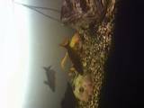 Рыбки, аквариумы Аквариумы и оборудование, цена 1000 Грн., Фото
