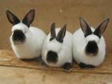 Гризуни Кролики, ціна 150 Грн., Фото