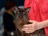 Кошки, котята Бурма, цена 10500 Грн., Фото