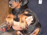 Собаки, щенята Доберман, ціна 12500 Грн., Фото