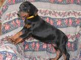 Собаки, щенята Доберман, ціна 12500 Грн., Фото