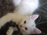 Кошки, котята Турецкая ангора, цена 10 Грн., Фото