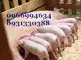 Тваринництво,  Сільгосп тварини Свині, ціна 811 Грн., Фото