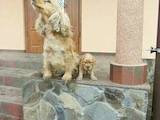 Собаки, щенята Американський коккер, ціна 900 Грн., Фото