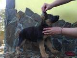 Собаки, щенята Німецька вівчарка, ціна 4000 Грн., Фото