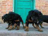 Собаки, щенята Ягдтер'єр, ціна 3000 Грн., Фото