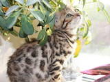 Кішки, кошенята Бенгальськая, ціна 8000 Грн., Фото