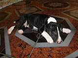 Собаки, щенята Бультер'єр, ціна 8000 Грн., Фото