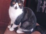 Кошки, котята Экзотическая короткошерстная, цена 4150 Грн., Фото