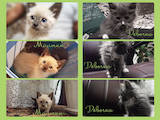 Кошки, котята Разное, цена 7 Грн., Фото