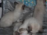 Кошки, котята Тайская, цена 550 Грн., Фото