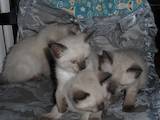 Кішки, кошенята Тайська, ціна 550 Грн., Фото