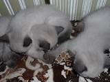 Кошки, котята Тайская, цена 550 Грн., Фото
