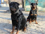 Собаки, щенки Ротвейлер, цена 5500 Грн., Фото