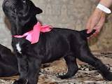 Собаки, щенята Кане Корсо, ціна 4000 Грн., Фото