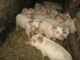 Животноводство,  Сельхоз животные Свиньи, цена 500 Грн., Фото