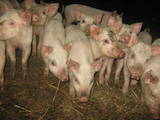 Тваринництво,  Сільгосп тварини Свині, ціна 500 Грн., Фото