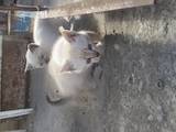 Кішки, кошенята Сіамська, Фото