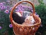 Кішки, кошенята Британська довгошерста, ціна 2 Грн., Фото