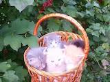 Кошки, котята Британская длинношёрстная, цена 2 Грн., Фото