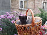 Кошки, котята Британская длинношёрстная, цена 2 Грн., Фото
