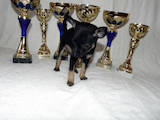 Собаки, щенята Російський гладкошерстий тойтерьер, ціна 5000 Грн., Фото