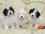 Собаки, щенки Неизвестная порода, цена 5500 Грн., Фото