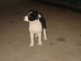 Собаки, щенки Восточно-Сибирская лайка, цена 800 Грн., Фото