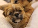 Собаки, щенки Лхаса апсо, цена 4000 Грн., Фото