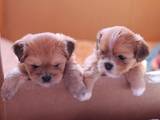 Собаки, щенки Лхаса апсо, цена 4000 Грн., Фото