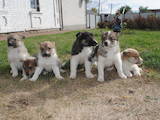 Собаки, щенки Западно-Сибирская лайка, цена 1200 Грн., Фото
