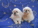 Собаки, щенки Пекинес, цена 3500 Грн., Фото