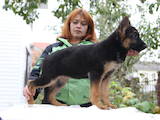 Собаки, щенки Немецкая овчарка, цена 4000 Грн., Фото