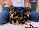 Собаки, щенята Ротвейлер, ціна 20000 Грн., Фото
