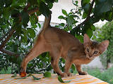 Кошки, котята Абиссинская, цена 8000 Грн., Фото