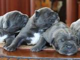 Собаки, щенки Кане Корсо, цена 25000 Грн., Фото