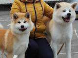 Собаки, щенки Акита-ину, цена 30000 Грн., Фото