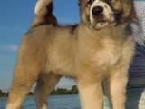 Собаки, щенки Кавказская овчарка, цена 6000 Грн., Фото