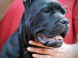 Собаки, щенята Кане Корсо, ціна 35000 Грн., Фото