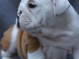 Собаки, щенята Англійський бульдог, ціна 11000 Грн., Фото