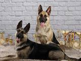Собаки, щенки Восточно-Европейская овчарка, цена 13000 Грн., Фото
