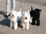 Собаки, щенята Цвергшнауцер, Фото