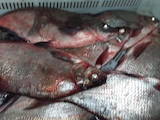 Продовольствие Рыба и рыбопродукты, цена 17 Грн./кг., Фото
