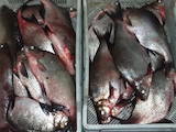 Продовольствие Рыба и рыбопродукты, цена 17 Грн./кг., Фото