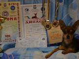 Собаки, щенята Російський гладкошерстий тойтерьер, ціна 5500 Грн., Фото