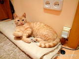 Кішки, кошенята Невідома порода, ціна 5 Грн., Фото
